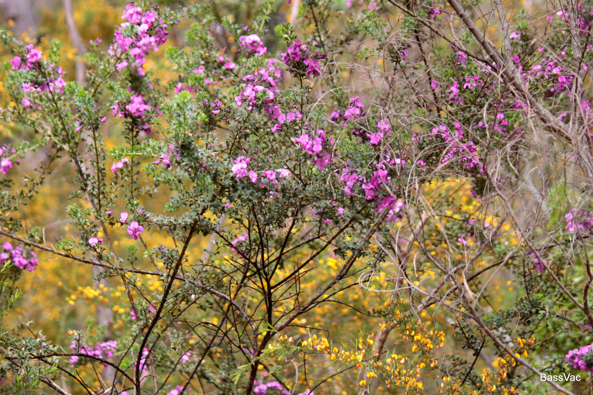 Image of Holly-leaved Mirbelia