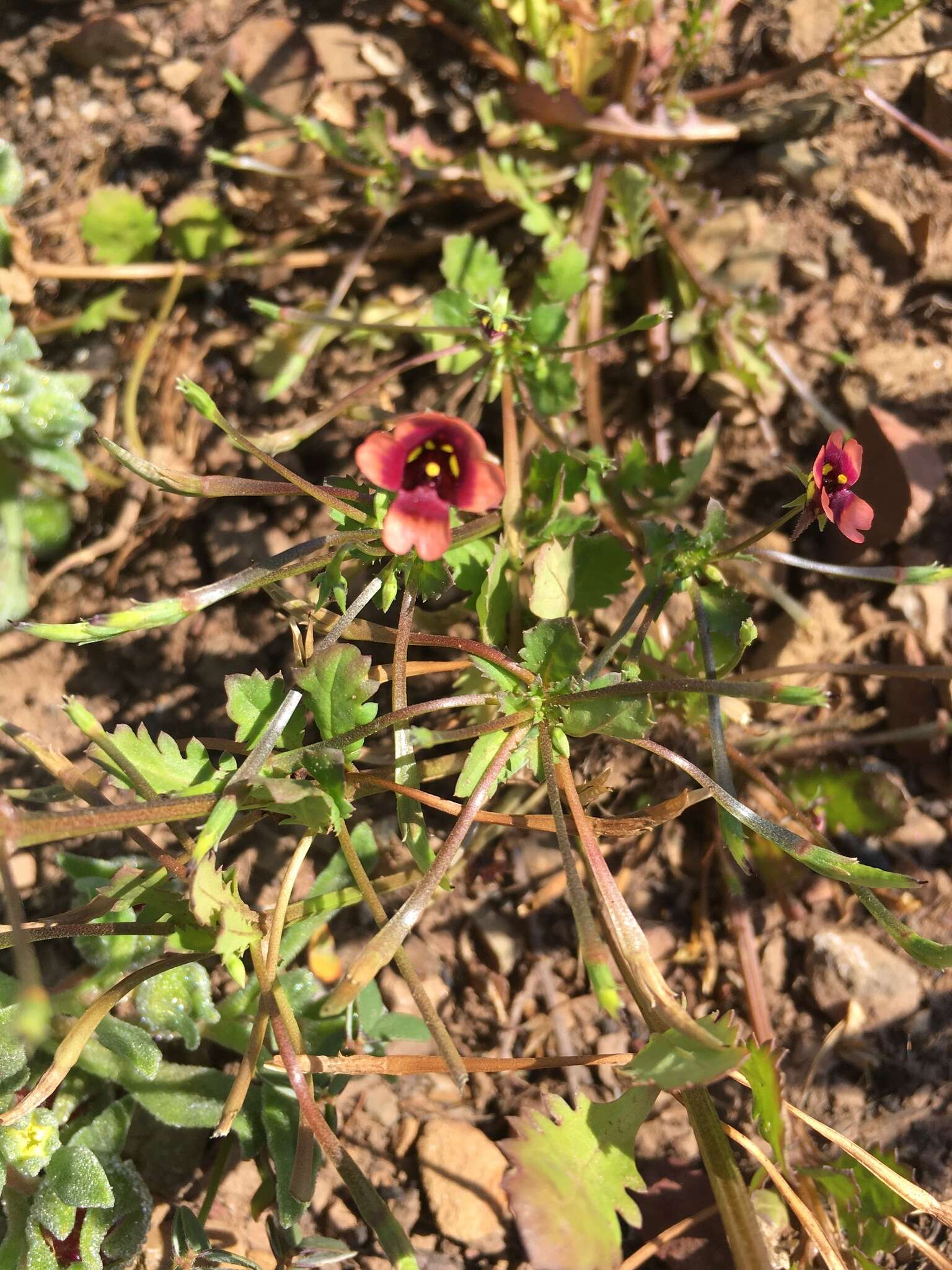 Imagem de Diascia capensis (L.) Britten