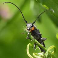 Слика од Phytoecia cylindrica (Linné 1758)