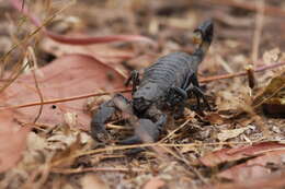 Image of Giant Senegalese Scorpion