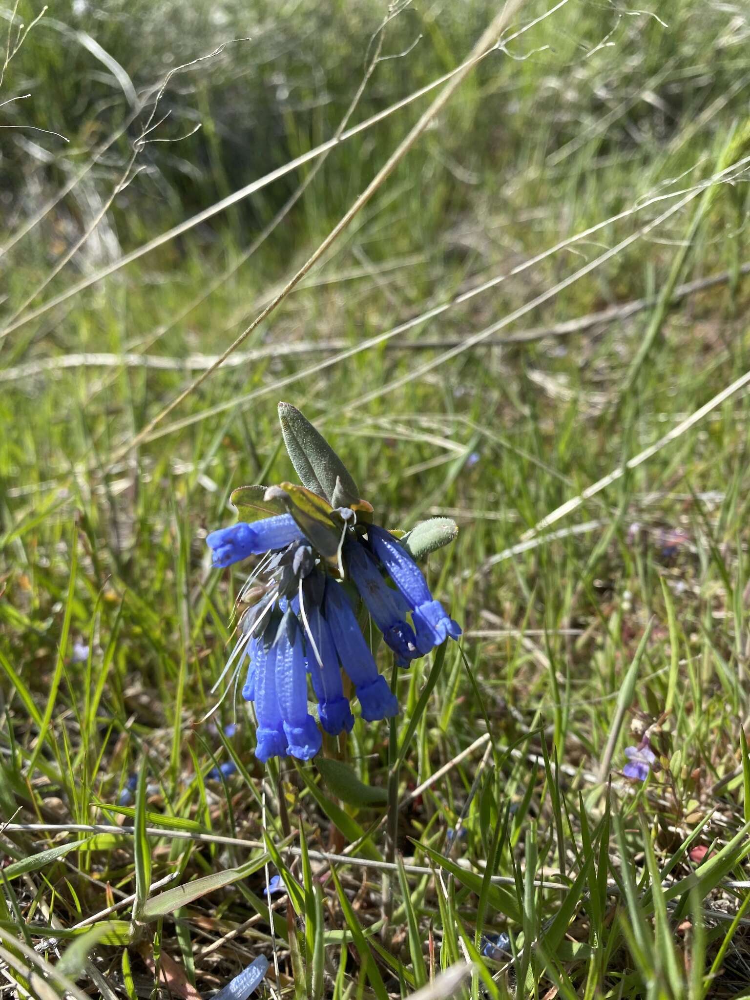 Mertensia longiflora Greene resmi