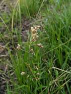 Image of Northern Sweet Vernal Grass