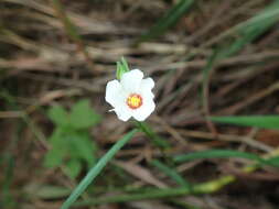 Imagem de Sida linifolia Cav.