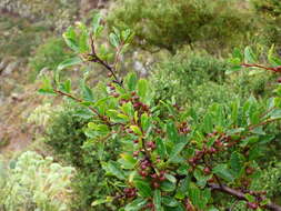 Plancia ëd Gymnosporia cassinoides (L'Hér.) Masf.