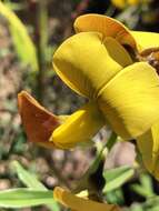 Image of Crotalaria lanceolata subsp. lanceolata