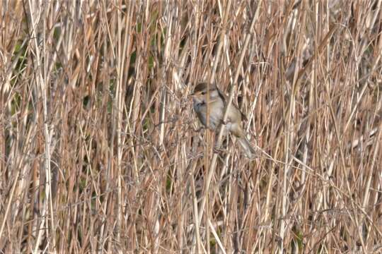 Image of Manchurian Bush Warbler