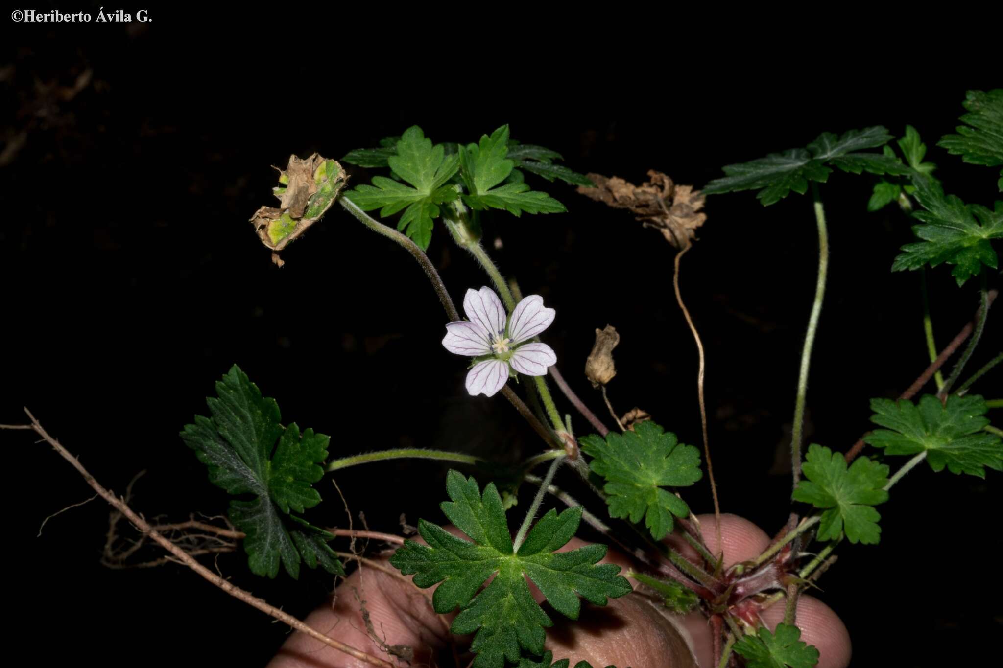 Imagem de Geranium seemannii Peyr.