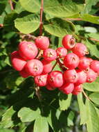 صورة Sorbus sitchensis var. grayi (Wenzig) C. L. Hitchc.