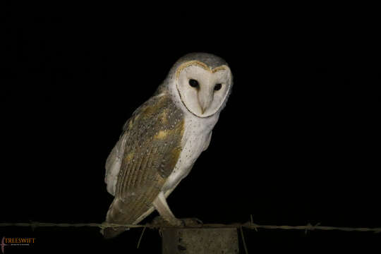 Image de Tyto alba delicatula (Gould 1837)