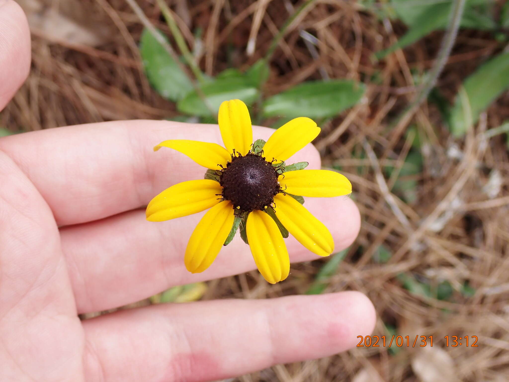 Image of blackeyed Susan