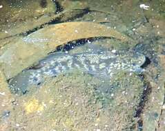 Image of Northern purplespotted gudgeon