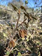 Image of Pine Hill flannelbush