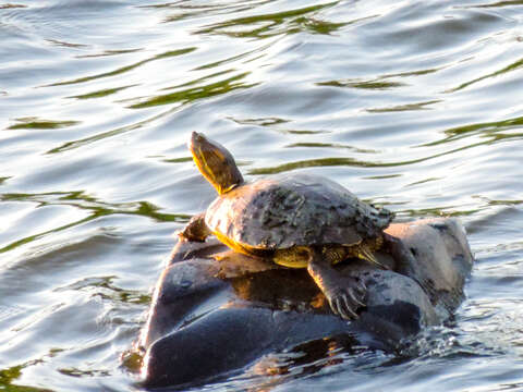 صورة Trachemys yaquia (Legler & Webb 1970)