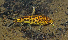 Image of Synodontis grandiops Wright & Page 2006