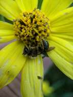 Image of Sunflower Andrena