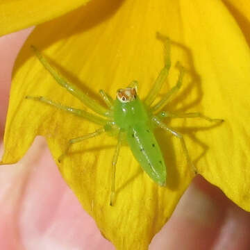 Image of Magnolia Green Jumper