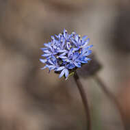 Image of Australian pincushion