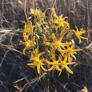 Слика од Bloomeria crocea var. aurea (Kellogg) Ingram