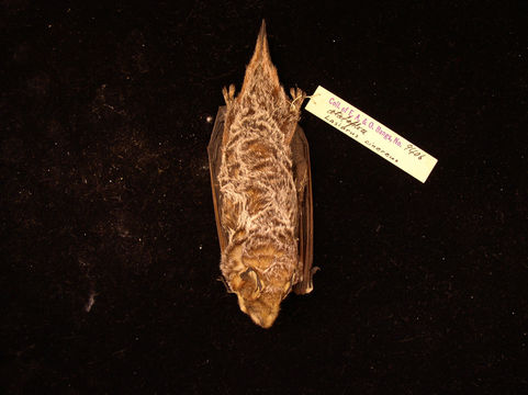 Image of Hoary bat