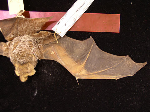 Image of Hoary bat