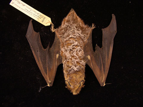 Image of Hoary bat