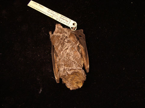Image of Hoary bat