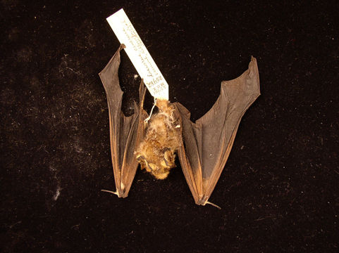 Image of Hoary bat