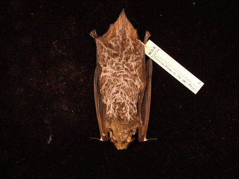 Image of Hoary bat