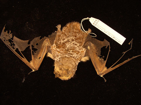 Image of Hoary bat