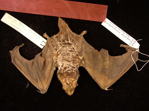 Image of Hoary bat