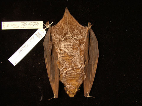 Image of Hoary bat