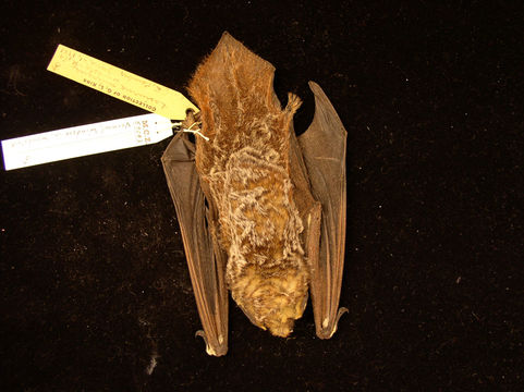 Image of Hoary bat