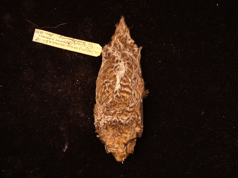 Image of Hoary bat