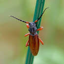 Image of Dorcadion (Carinatodorcadion) fulvum erythropteron (Fischer-Waldheim 1823)