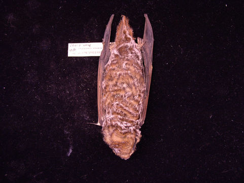 Image of Hoary bat