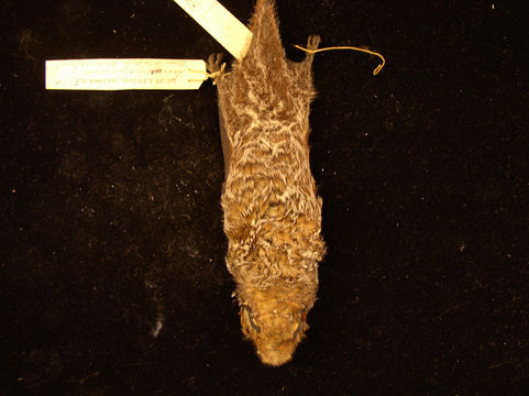 Image of Hoary bat