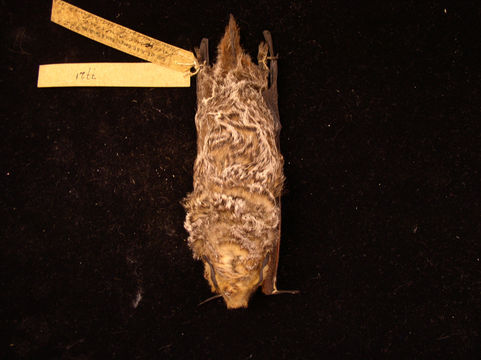 Image of Hoary bat