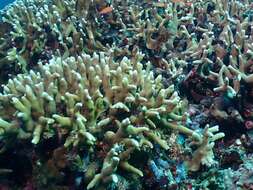 Image of Stony coral