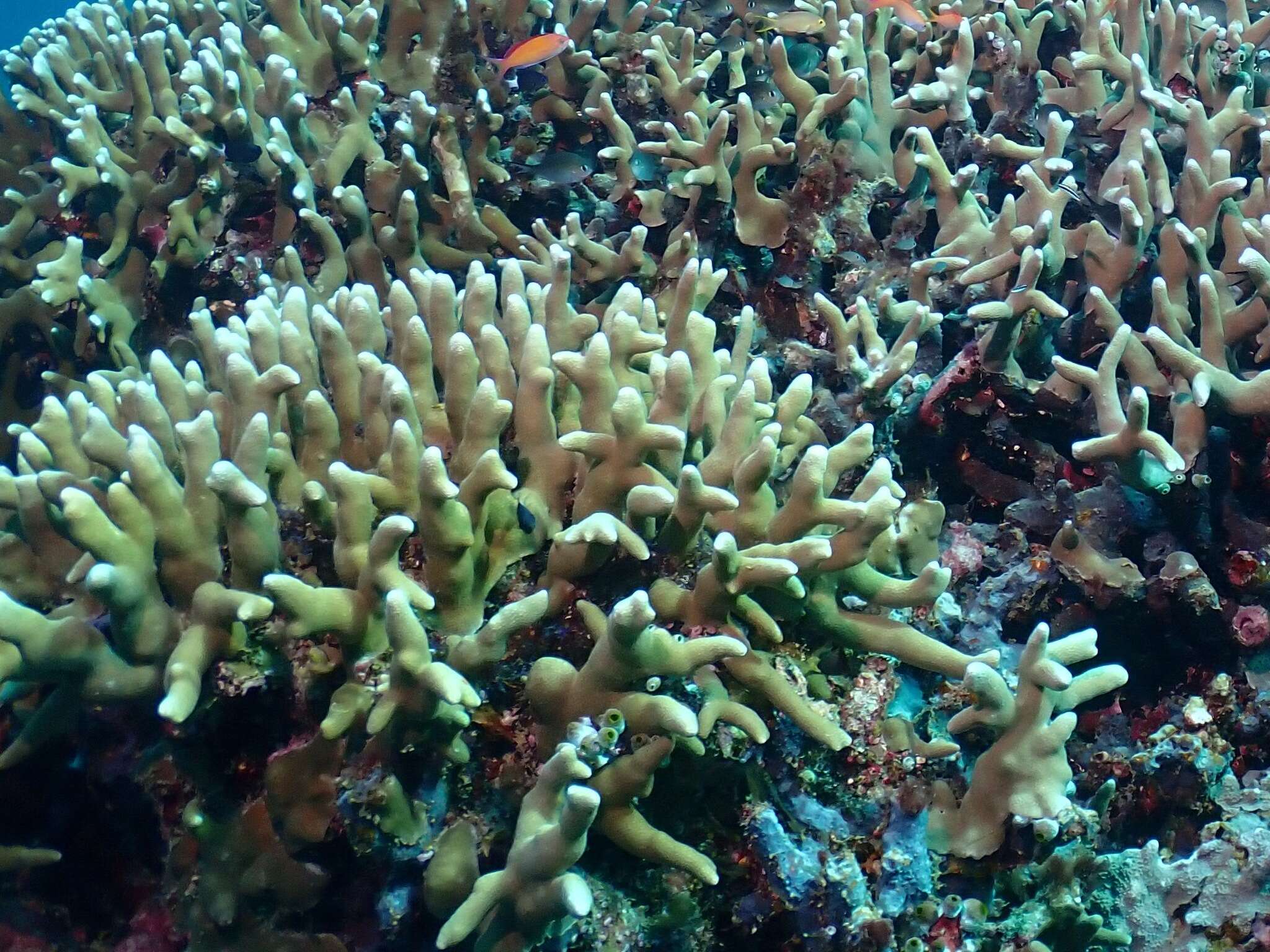 Image of Stony coral