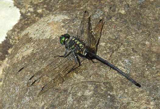 Image of Celebothemis Ris 1909