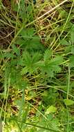 Image of European cinquefoil