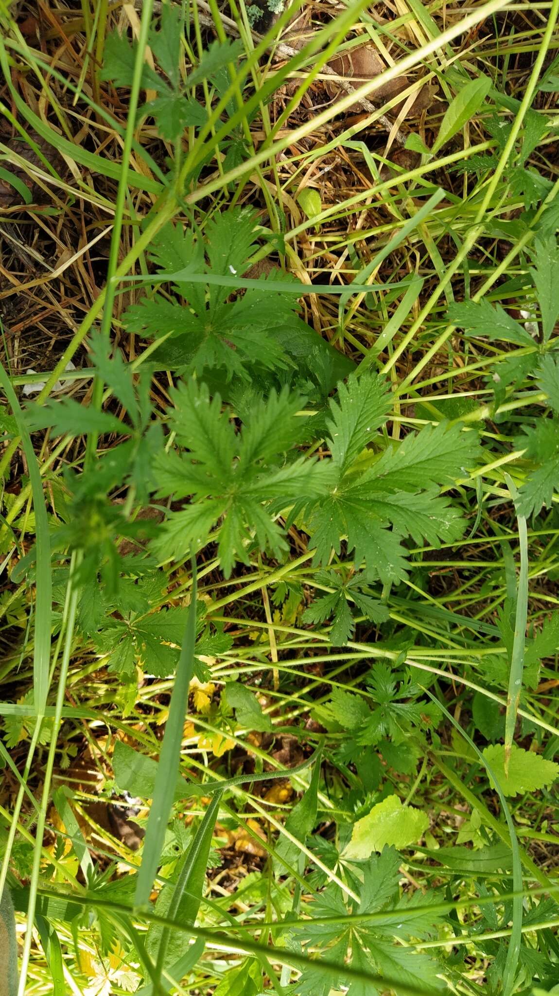 Image of European cinquefoil