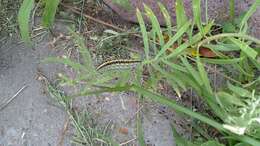 Image of toadflax brocade