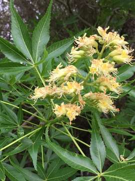 Imagem de Aesculus glabra var. arguta (Raf.) B. L. Robins.