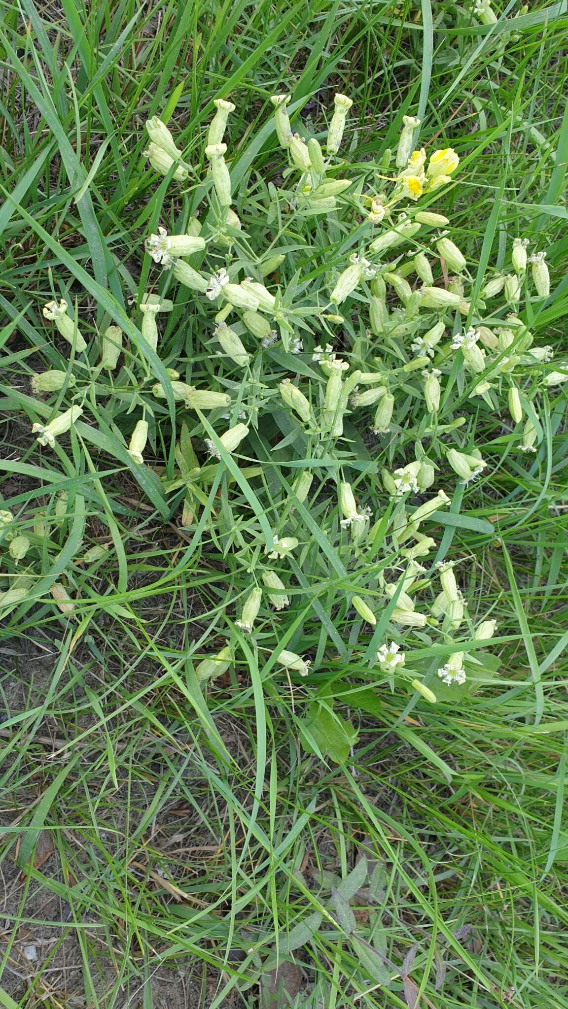 Image of Silene procumbens Murr.