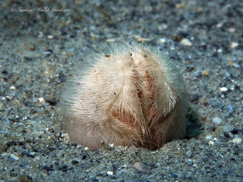 Image of heart urchin