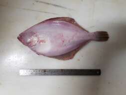 Image of Hippoglossoides