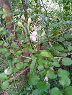 Image of Ruellia dissidens Benoist