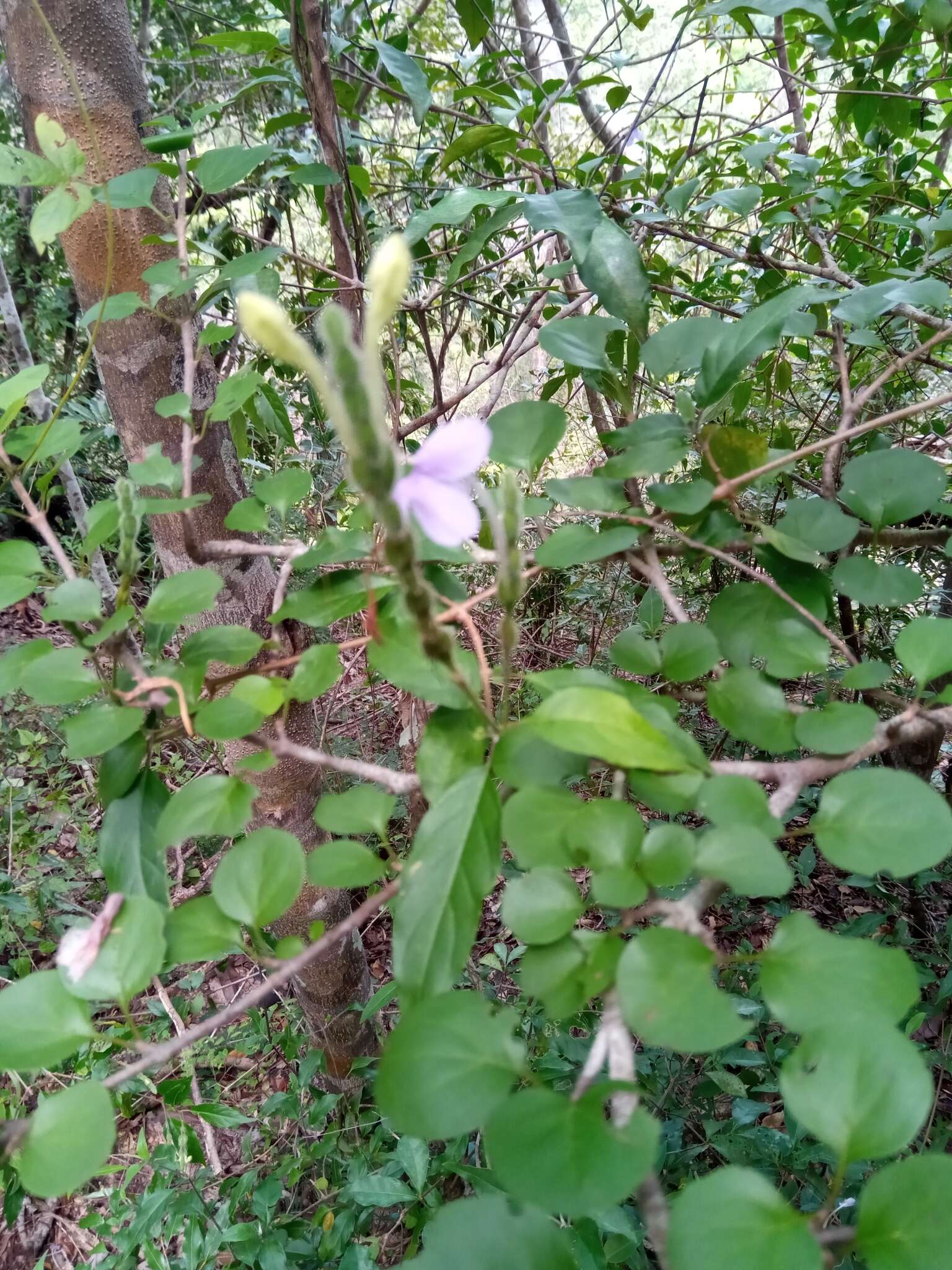 Image of Ruellia dissidens Benoist