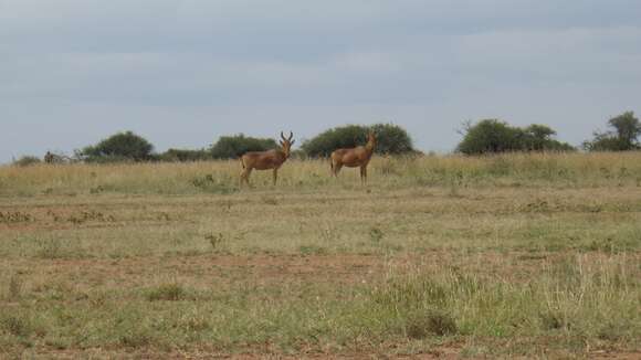 Image of Lelwel Hartebeest